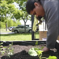 Student planting seedlings in new planter