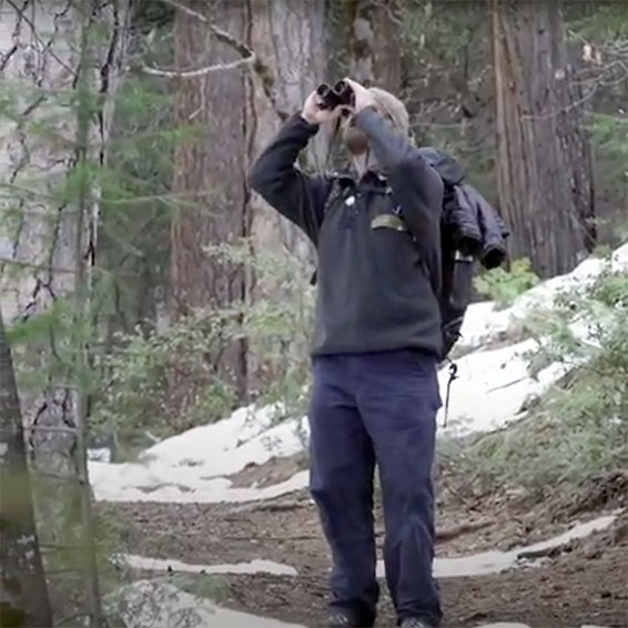 Teacher on hiking trail using binoculars to look into the treetops