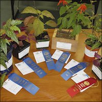 Display of award winning plants